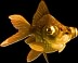 Fish from the Witches and Fish online free ebook, ad-free PDF, and print versions of this book by Duncan Long. Fish from the Witches and Fish online free ebook, ad-free PDF, and print versions of this book by Duncan Long.